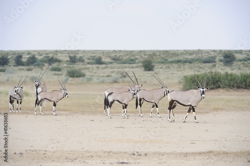 gemsbok (Oryx gazella) in the Kalahari desert © wolfavni
