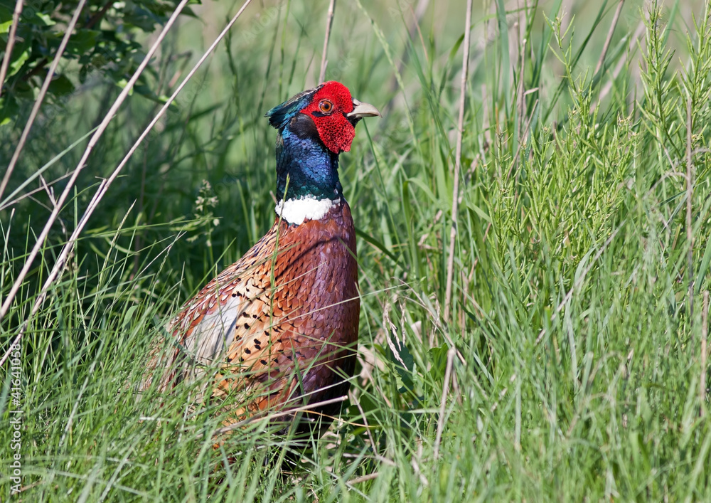 Fototapeta premium Ring-necked Pheasant