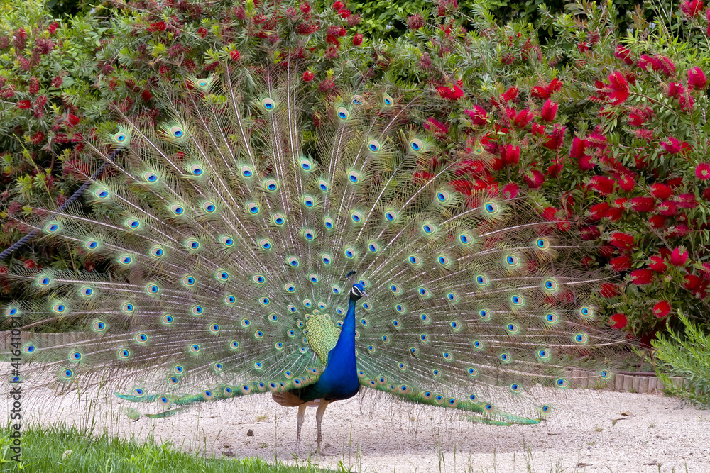 Obraz premium Beautiful male peacock showing it's feathers.