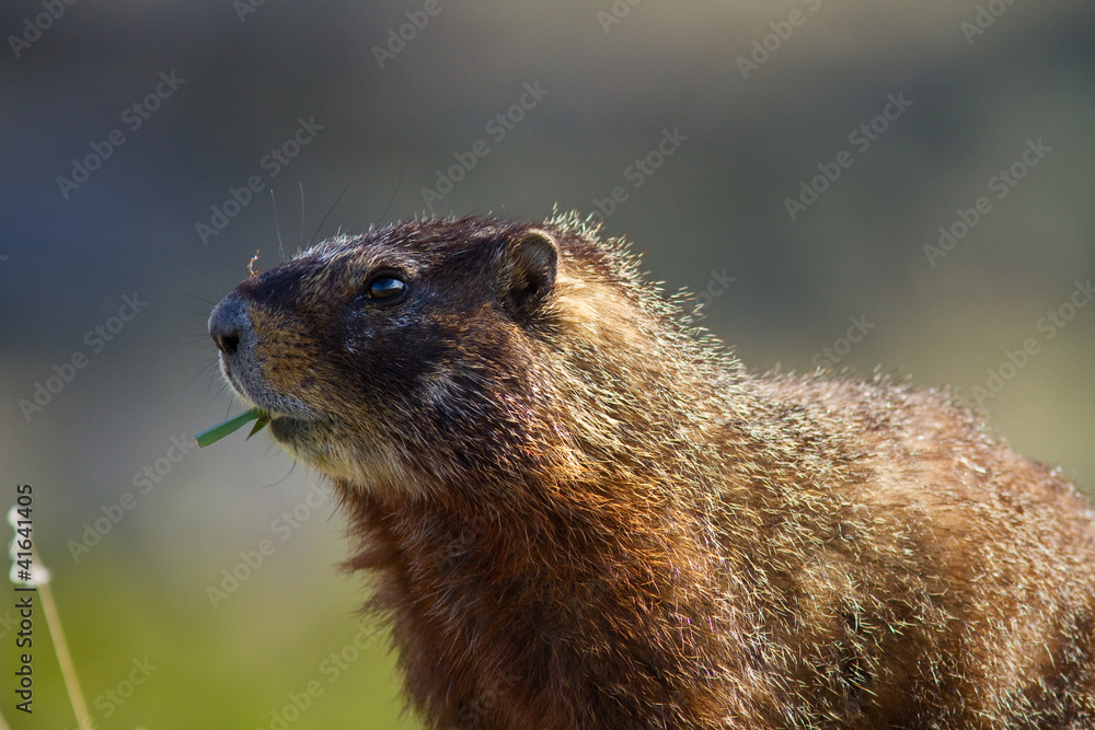 Yellow-bellied Marmot
