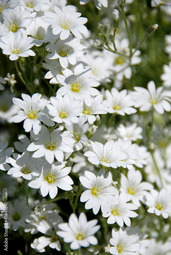 Cerastium tomentosum