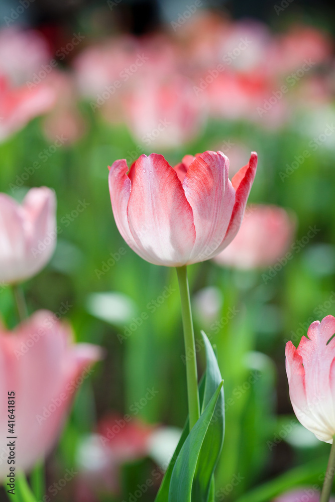 Fototapeta premium Pink tulips