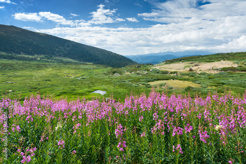 Fototapeta Naklejka Na Ścianę i Meble -  Wild Flowers Summer Mountain Landscape