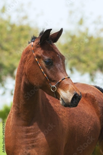 Obraz na płótnie Bay arabian foal w salonie