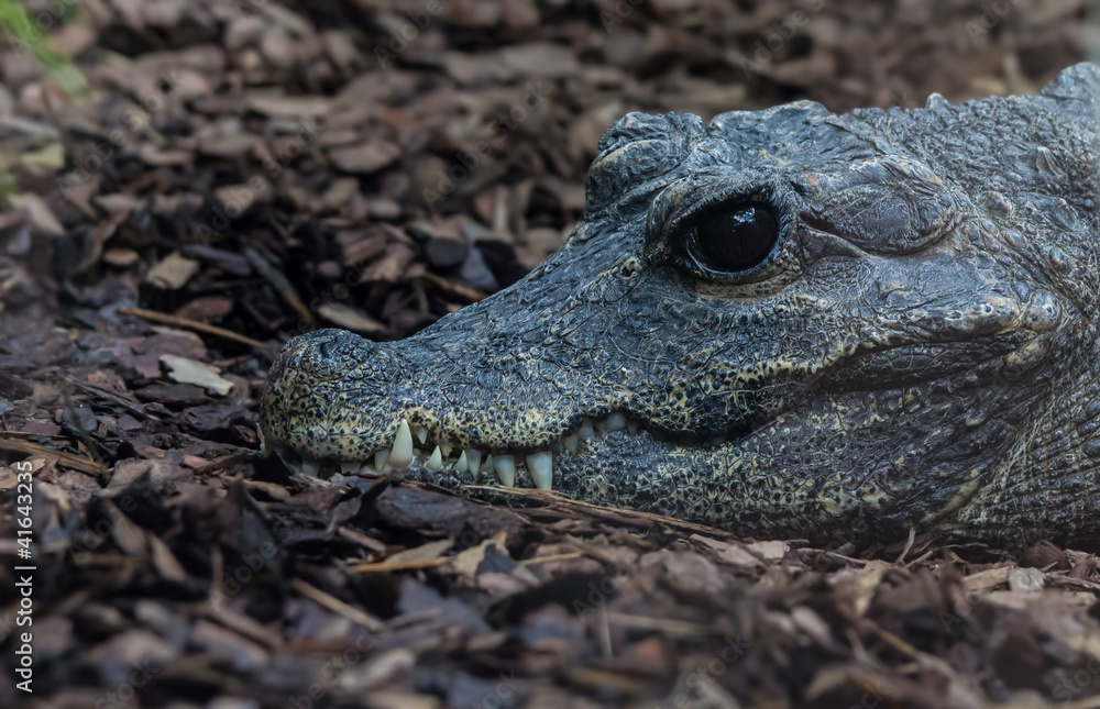 Fototapeta premium Crocodile