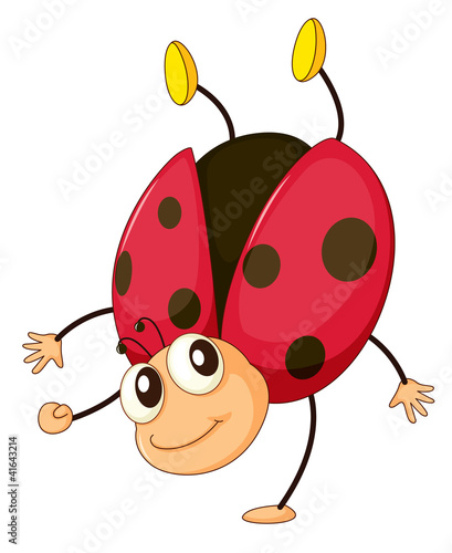 ladybird