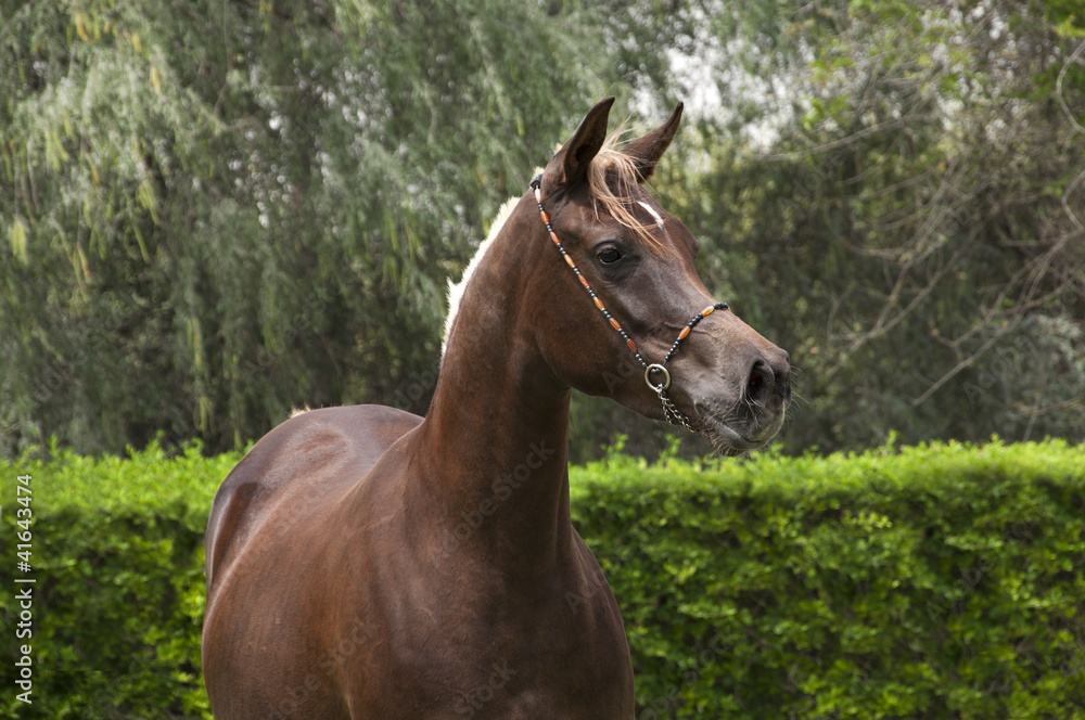 An Arabian Horse on a farm