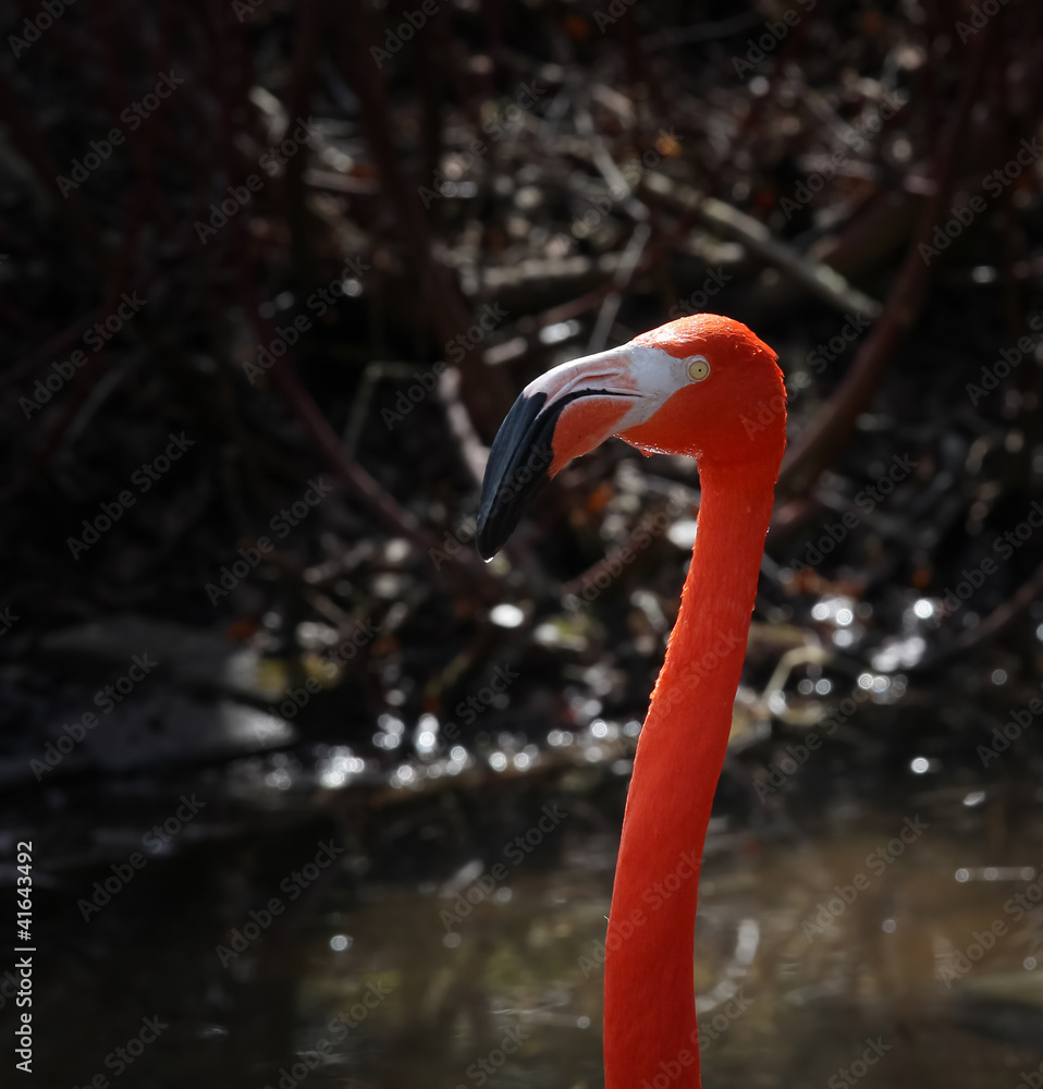 Fototapeta premium Flamingo