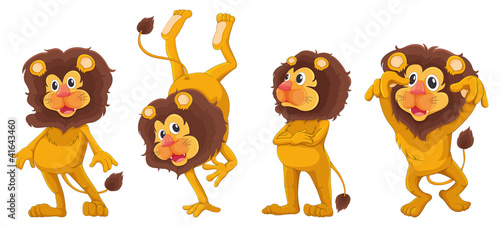 lions