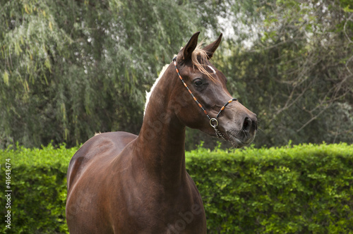Obraz na płótnie An Arabian Horse on a farm w salonie