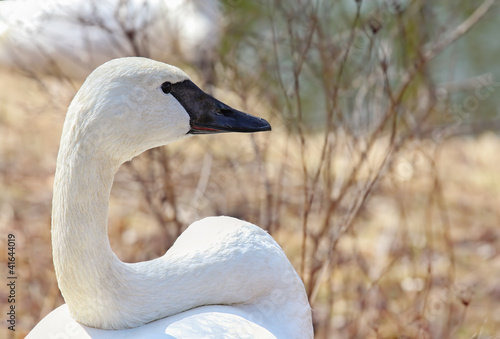 White Swan