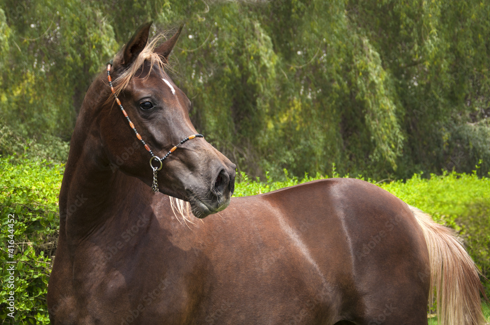 Chestnut arabian horse