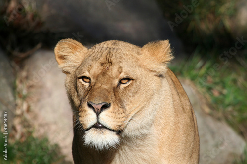 Löwenportrait