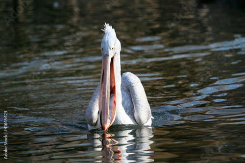 Pelikan mit Fisch im Schnabel