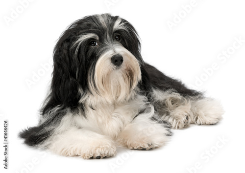 Cute lying Bichon Havanese puppy dog