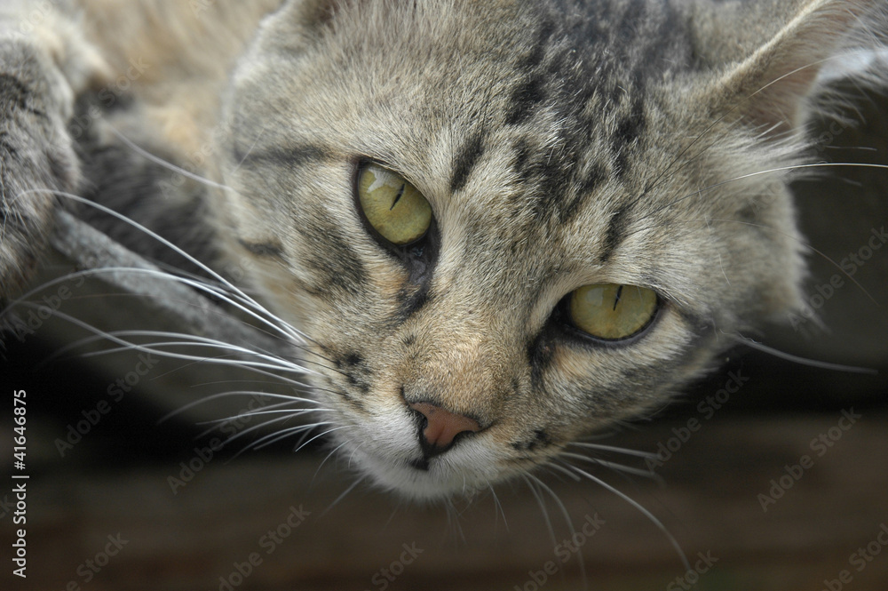 The cat looks directly in a lens