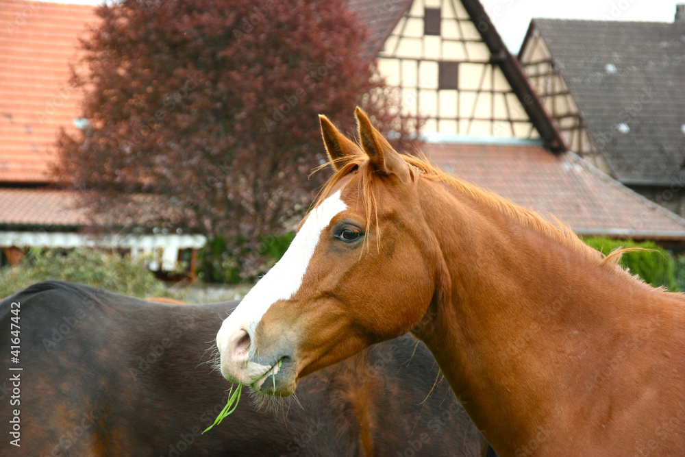 Obraz premium Pferdeblick