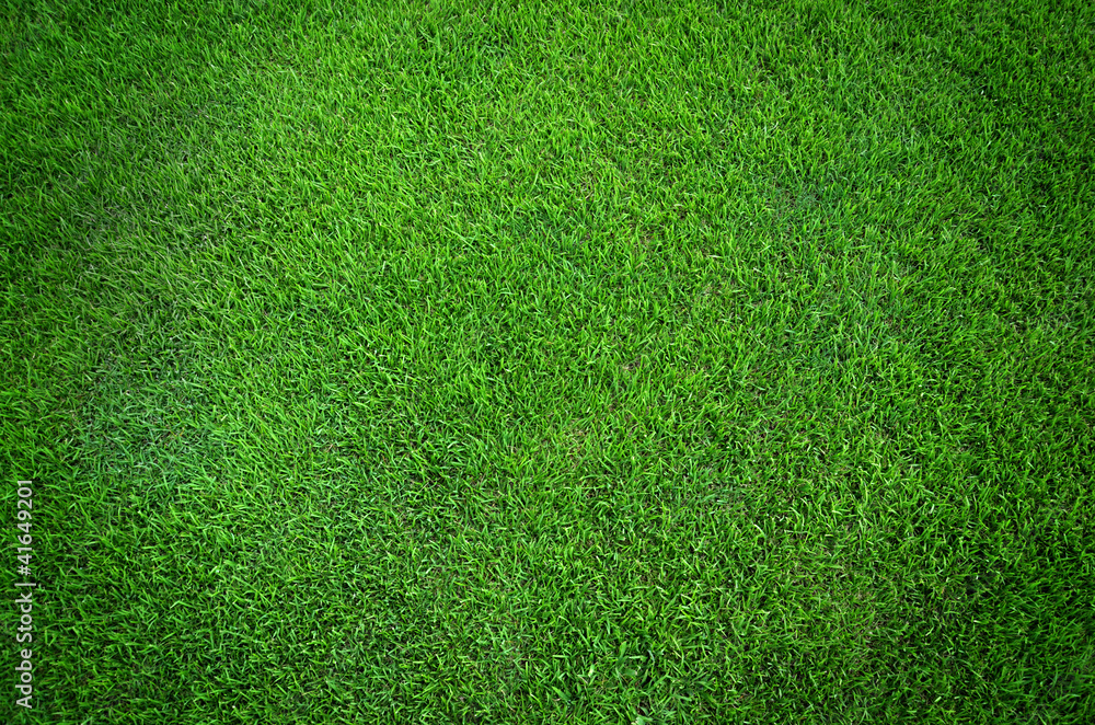 Green grass texture background - obrazy, fototapety, plakaty 