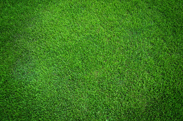 Green grass texture background