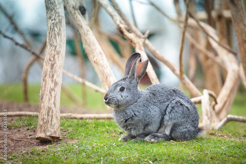 Fototapeta premium Easter rabbit on fresh green grass