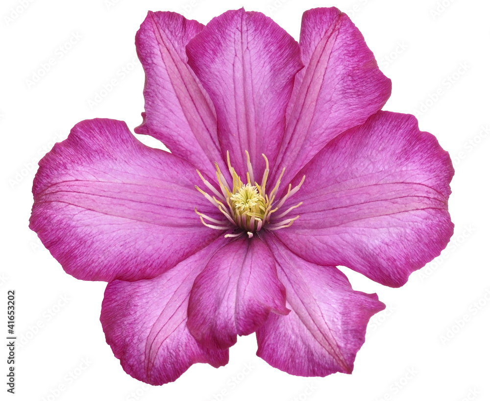 Clematis Flower