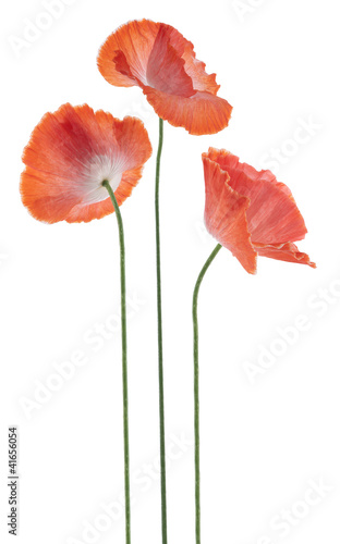 Fototapeta Naklejka Na Ścianę i Meble -  poppy