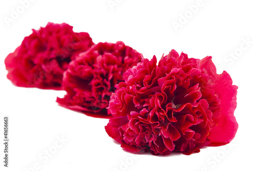 Wallpaper Mural mallow flowers red Torontodigital.ca