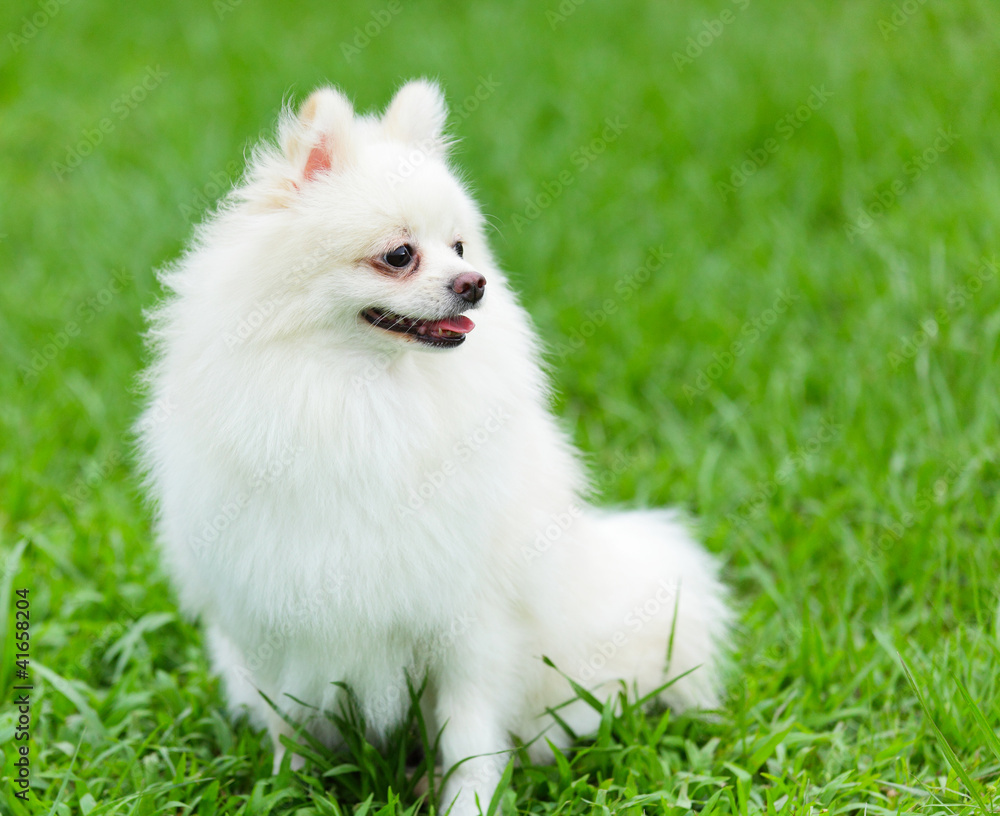 white pomeranian dog