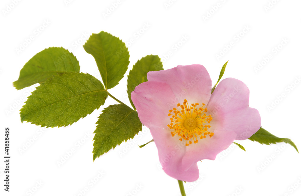 Obraz premium Flower hips isolated