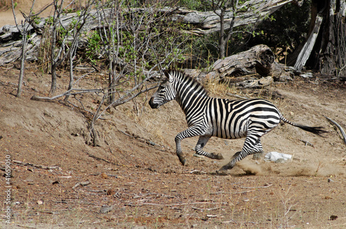 Burchell s zebra running