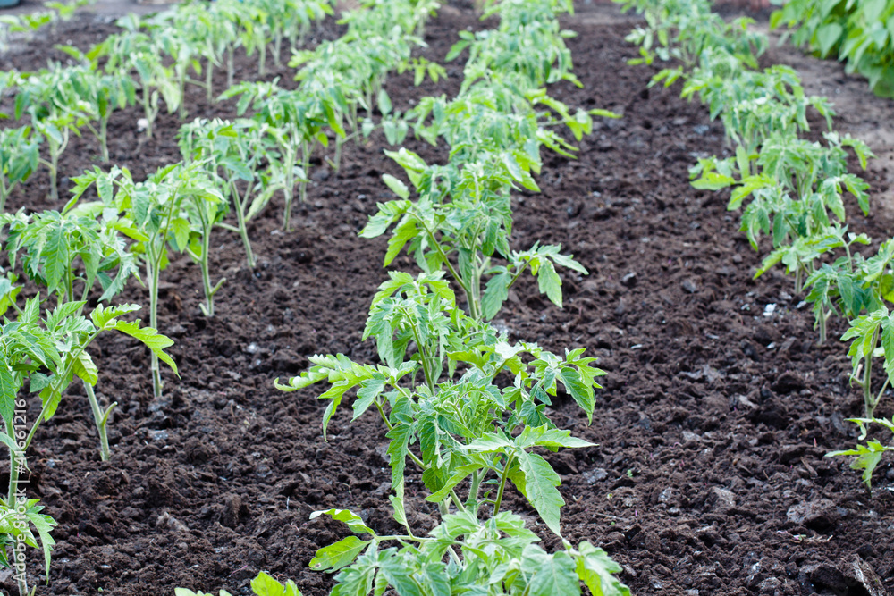 tomato plants tomato plants