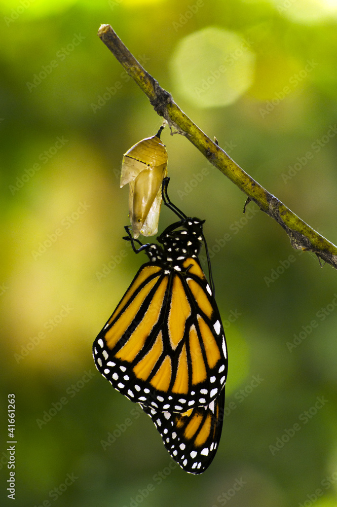 Naklejka premium Monarch Butterfly Birth