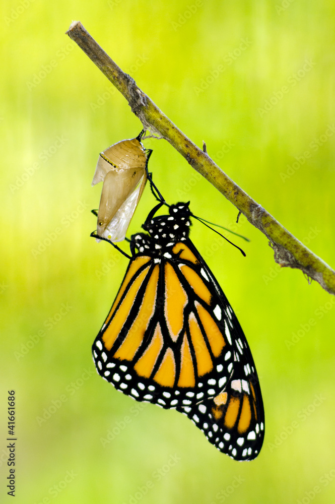 Fototapeta premium Monarch Butterfly Birth