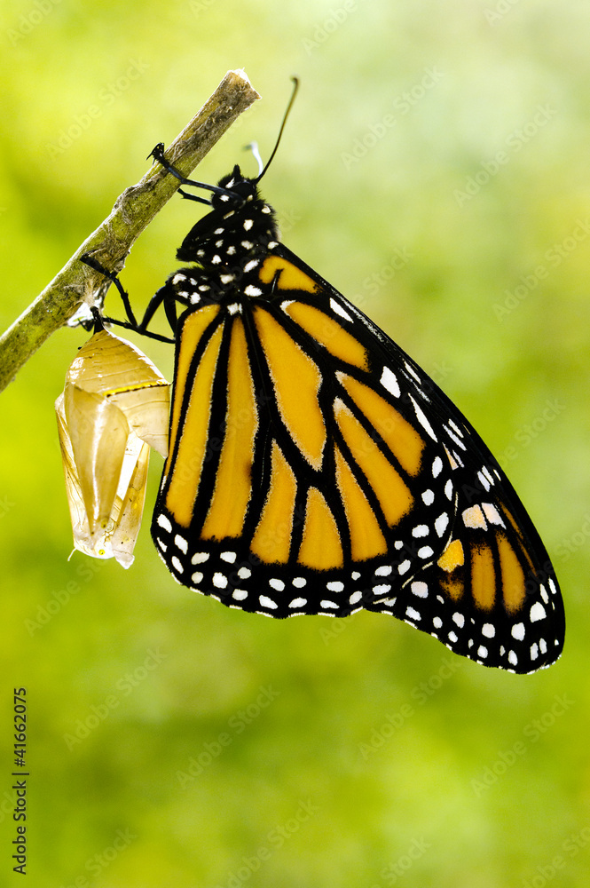 Naklejka premium Monarch Butterfly Birth