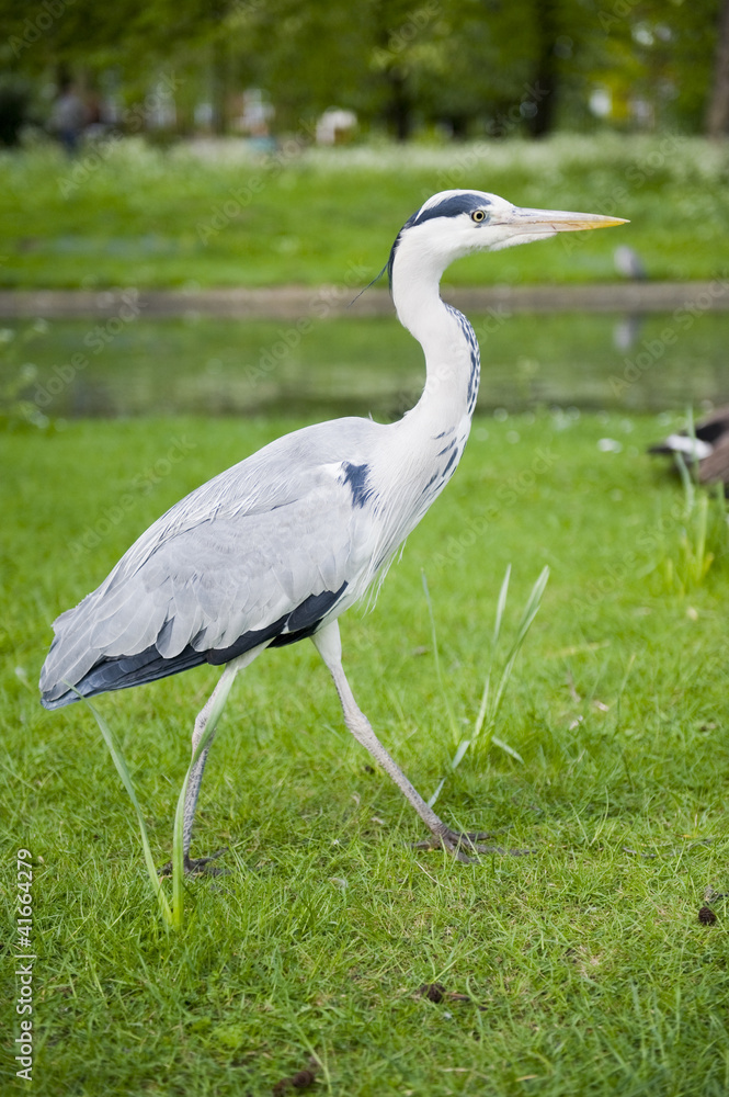 Fototapeta premium Heron neck bent walking