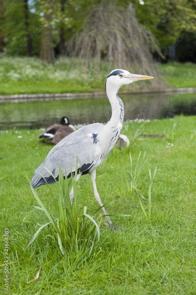 Obraz premium Heron side walk