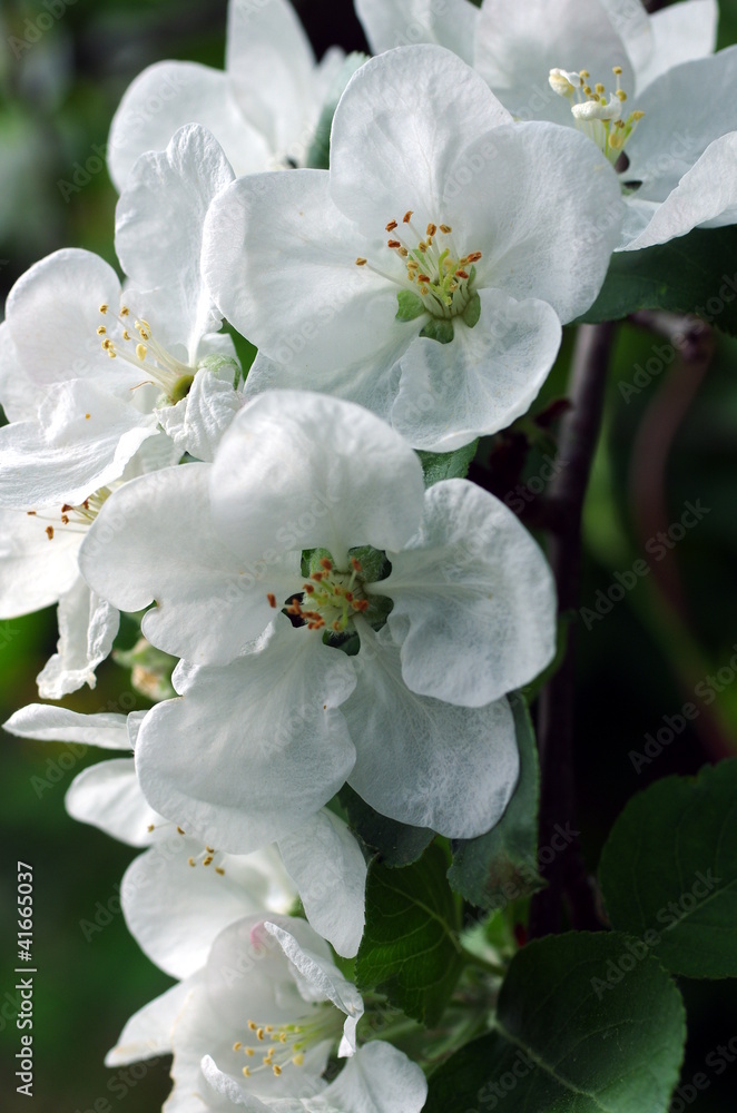 blooming apple-tree blooming apple-tree