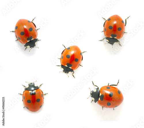 red ladybug © Alekss