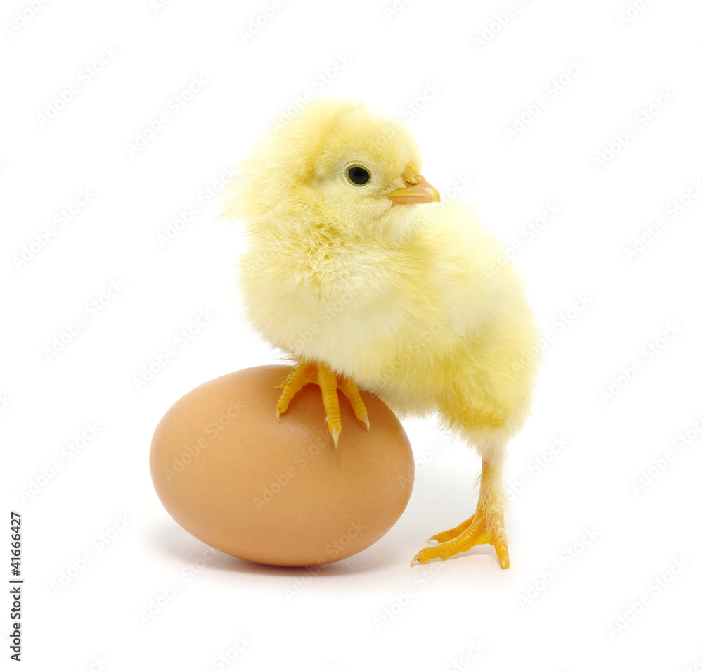 chicken chicken