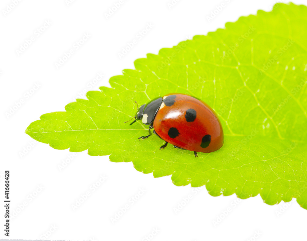 Fototapeta premium ladybug