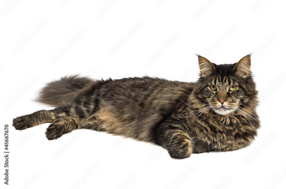 liegende Maine Coon in der Farbe Black Tabby 1 liegende Maine Coon in der Farbe Black Tabby 1
