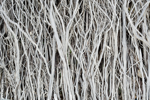 Slika na platnu Dried twigs striped wood texture pattern background wallpaper