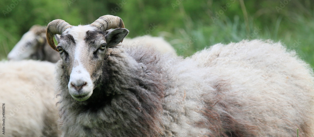 Naklejka premium Heidschnucken-11460b1