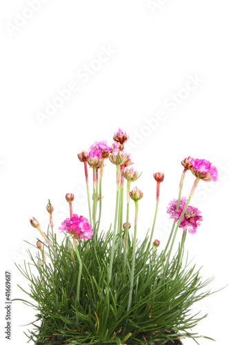 Armeria