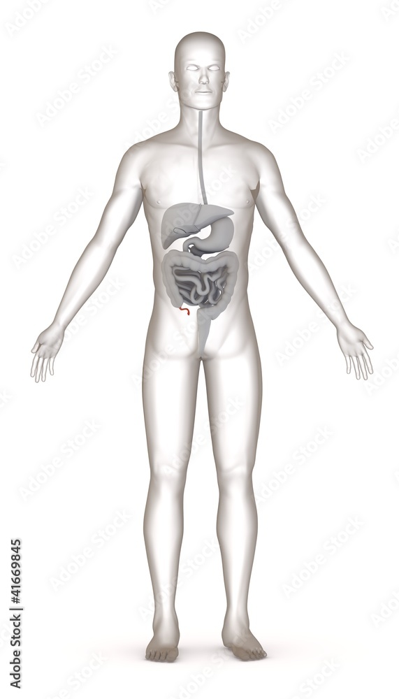 3d render of artificial character with digestive system