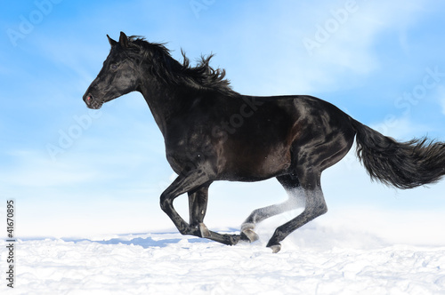 Black horse runs gallop on the sky background