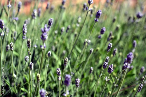 Bloomy flowers of Lavender outside