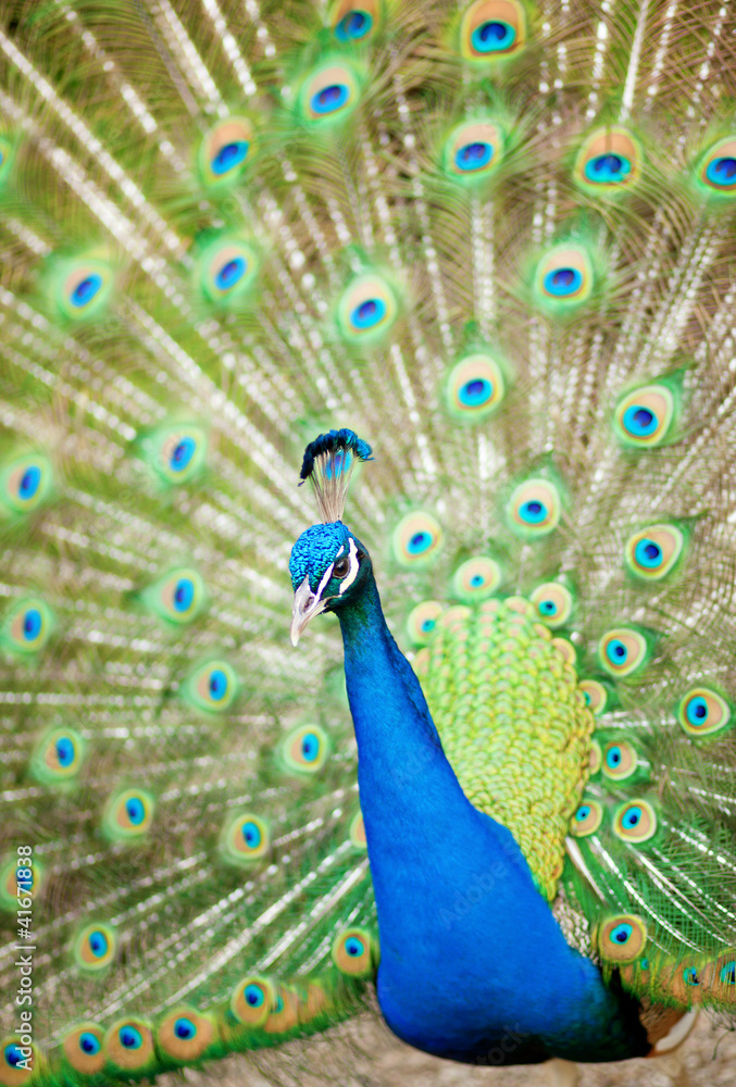 Obraz premium Peacock showing its beautiful feathers