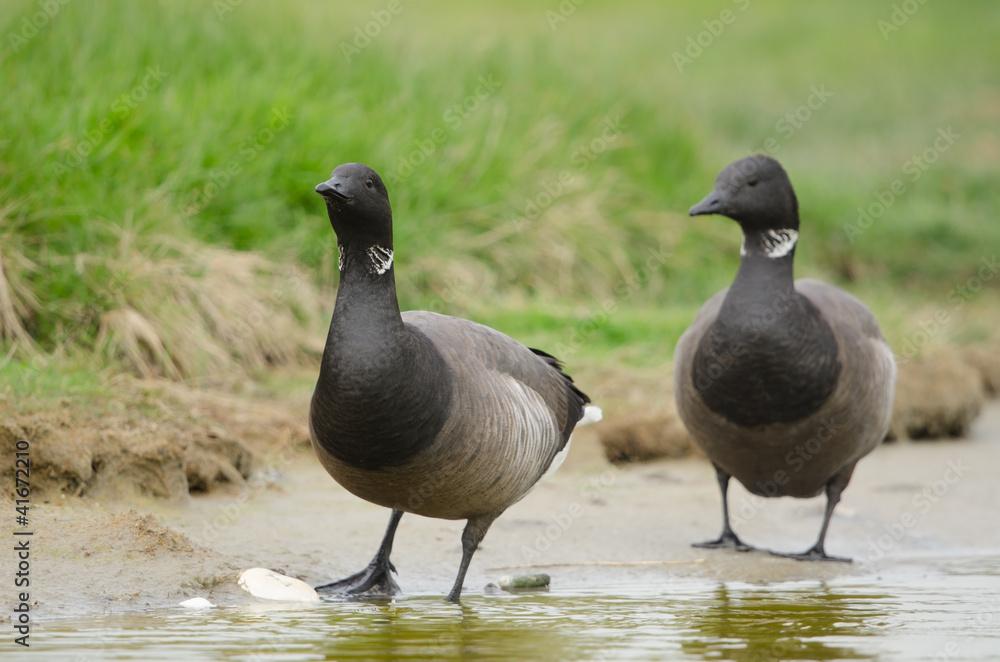 Ringelgans, Brant Goose, Branta bernicla Ringelgans, Brant Goose, Branta bernicla