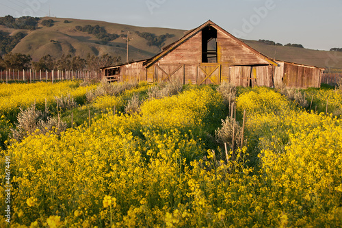 Mustard Blooming on the Farm